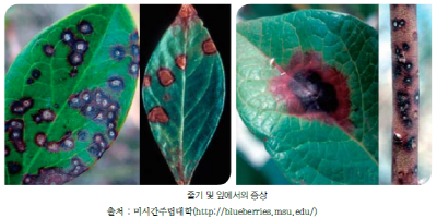 s_Banjeomnagyeopbyeong.png