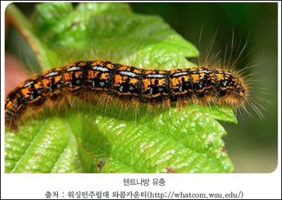 Tent Caterpillar.jpg