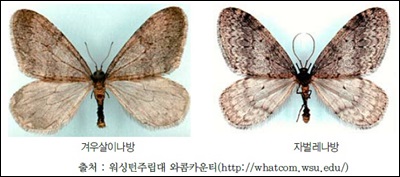 Winter-Moth-Operophtera-brumata.jpg