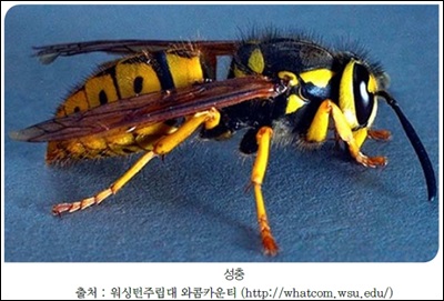 Yellowjacket-Paper-Wasp.jpg
