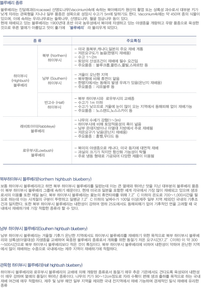 블루베리 종류.jpg