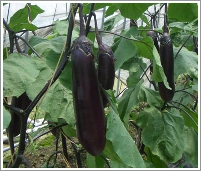 Eggplant_tree.jpg