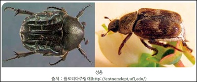 Flower-Beetle-Euphoria-sepulcralis.jpg