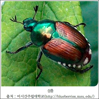 Japanese-beetle-Po.jpg