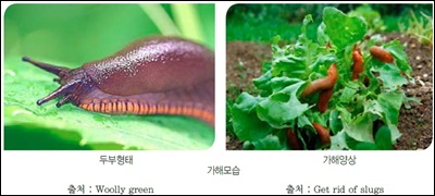 Slugs-Limax-spp2.jpg