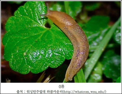 Slugs-Limax-spp.jpg