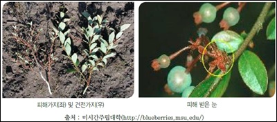 Blueberry-Bud-Mite-Acalitus-vaccinii3.jpg