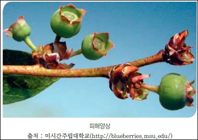 Blueberry-Bud-Mite-Acalitus-vaccinii.jpg